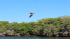 Pelecanus occidentalis