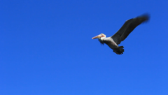Pelecanus occidentalis