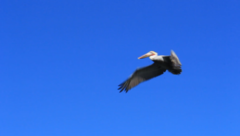 Pelecanus occidentalis