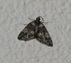 Hydriomena transfigurata