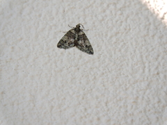 Hydriomena transfigurata
