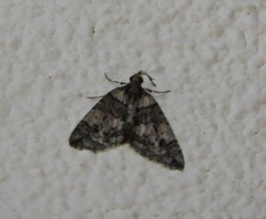 Hydriomena transfigurata