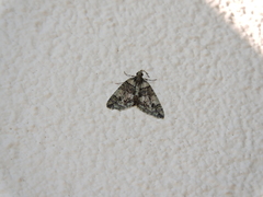 Hydriomena transfigurata