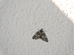 Hydriomena transfigurata