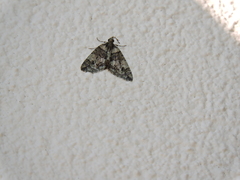 Hydriomena transfigurata