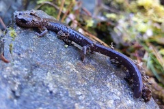 Plethodon stormi