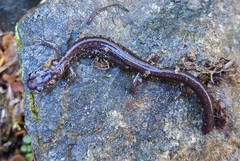 Plethodon stormi