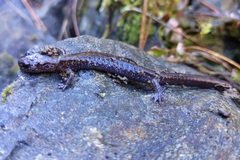 Plethodon stormi