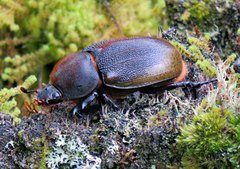 Dynastes septentrionalis