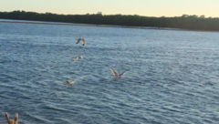 Aves