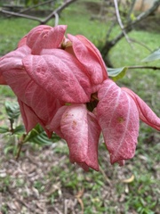 Ixoroideae