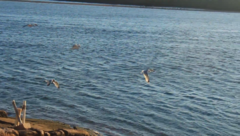 Aves