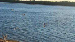 Aves