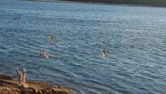 Aves