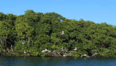 Pelecanus occidentalis