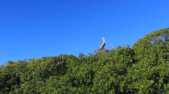 Pelecanus occidentalis