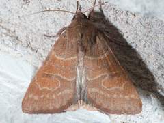 Cissusa