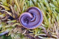 Paeromopodidae