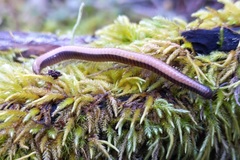 Paeromopodidae