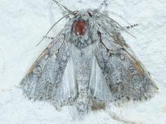 Acronicta tota