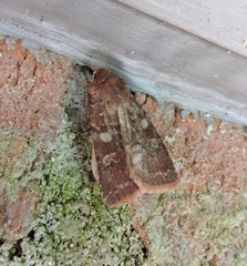 Cerastis tenebrifera