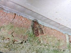 Cerastis tenebrifera