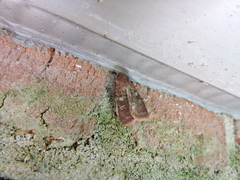 Cerastis tenebrifera