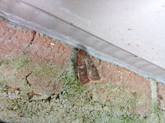 Cerastis tenebrifera