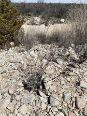 Eriogonum tenellum