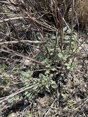 Eriogonum tenellum