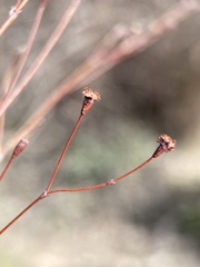 Eriogonum tenellum