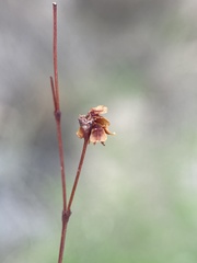 Eriogonum tenellum