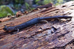 Plethodon stormi
