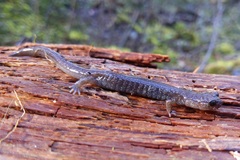 Plethodon stormi