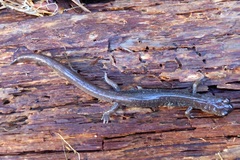 Plethodon stormi