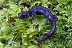 Plethodon stormi