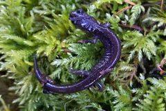 Plethodon stormi
