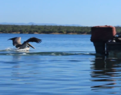 Pelecanus occidentalis