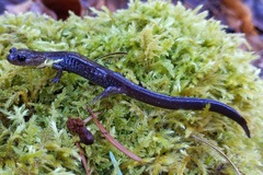 Plethodon stormi
