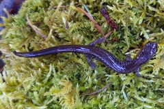 Plethodon stormi