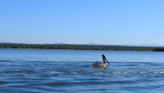 Pelecanus occidentalis