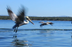 Pelecanus occidentalis