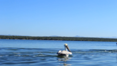 Pelecanus occidentalis