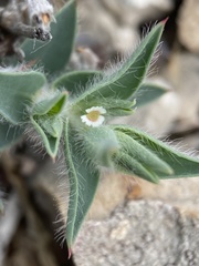 Euphorbia acuta