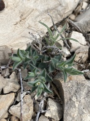 Euphorbia acuta