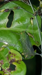 Cuernavaca herbida