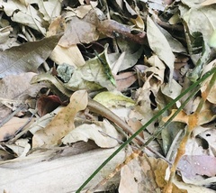 Scincella formosensis