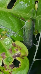 Cuernavaca herbida