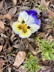 Viola × wittrockiana