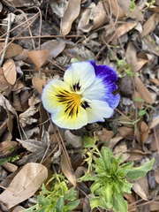 Viola × wittrockiana